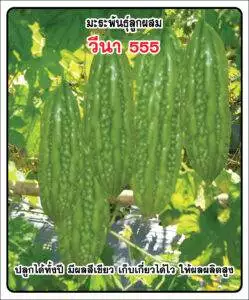 F1 Bitter Gourd 555